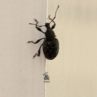 A bug that lives in firewood if not stored properly