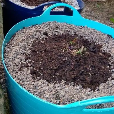 wood ash perimeter around a plant as a defence against slugs and snails