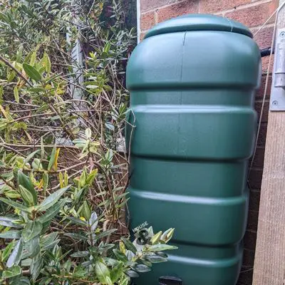 Garden water butt hidden behind a shrub to make it discreet